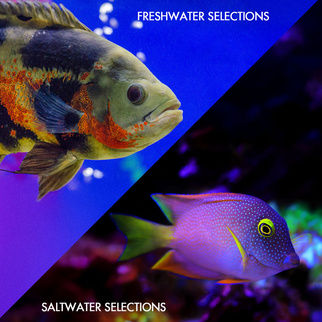 Split Fish Images SomethingFishyLLC