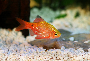 Long Fin Rosey Barb