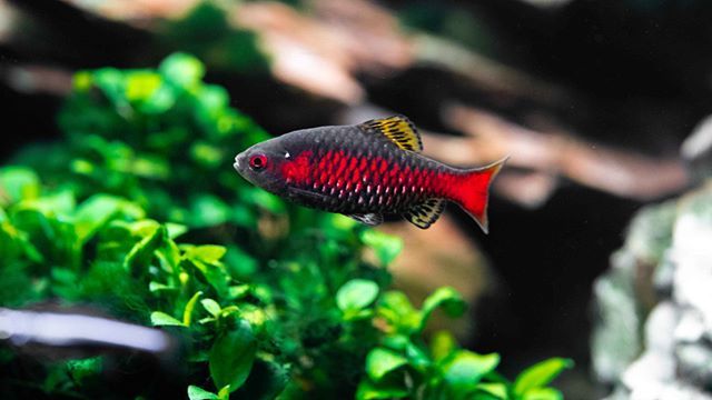 Odessa Barb