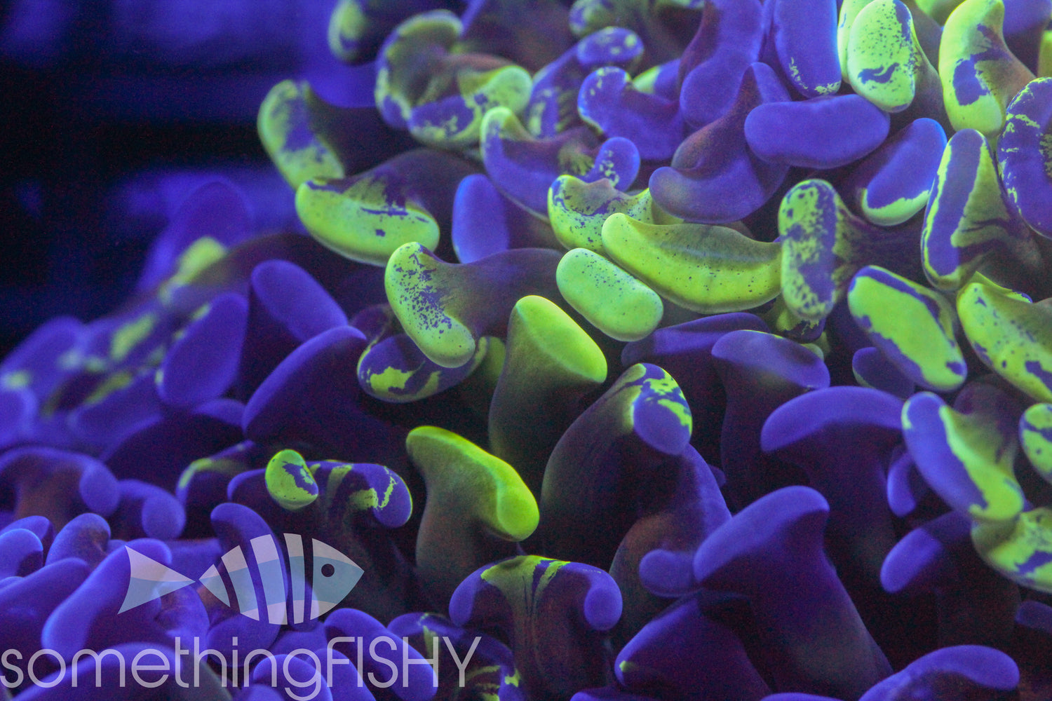 Purple Splatter Hammer