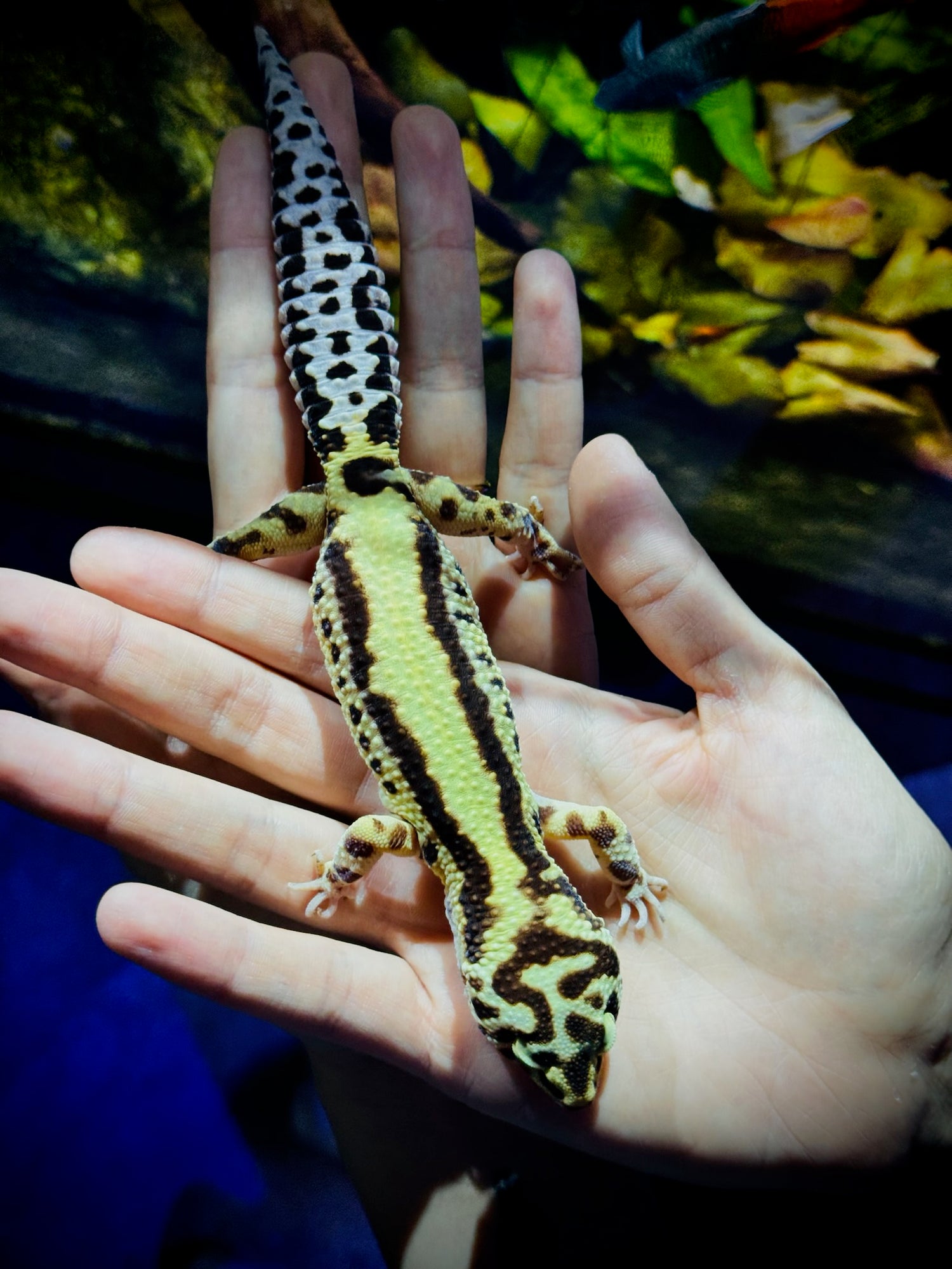 Bandit Bold Stripe Mack Snow Lavender Leopard Gecko Male