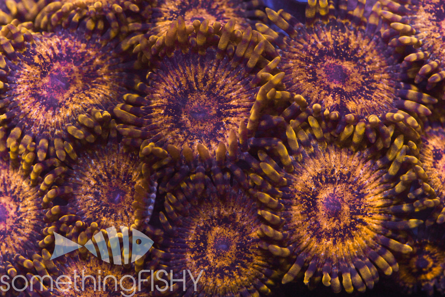 Scarface Paly/Zoa