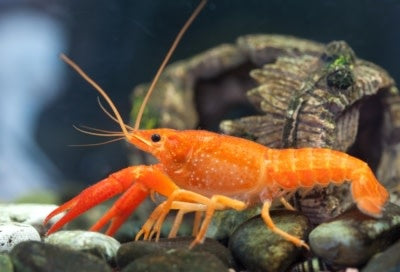 Orange Dwarf CPO Crayfish