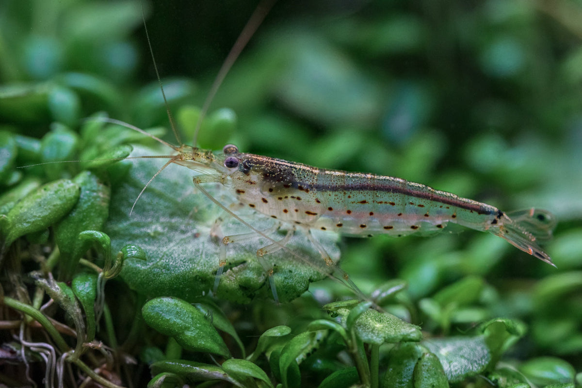 Freshwater Inverts – SomethingFishyLLC