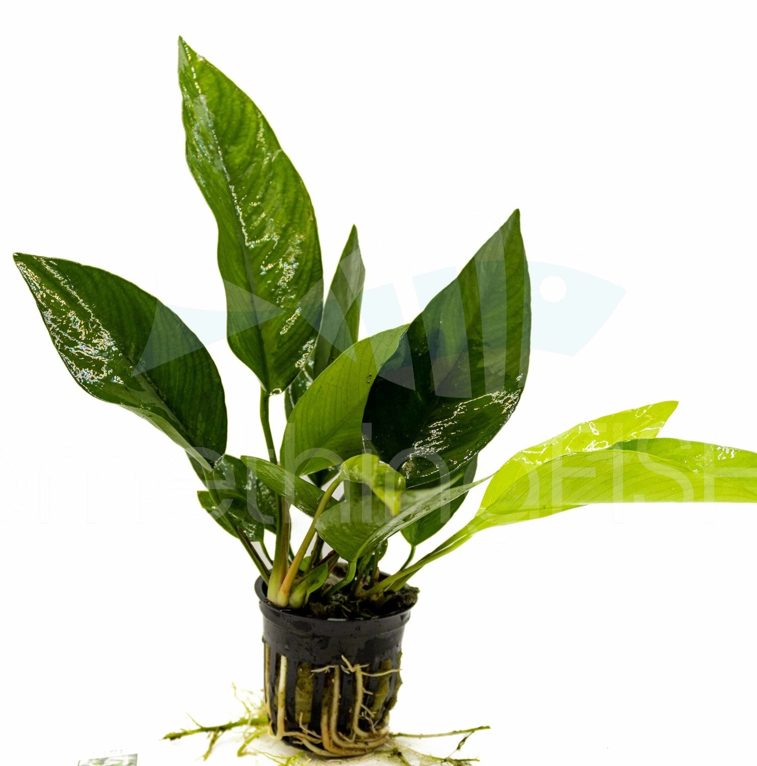 Anubias Nangi Plant Pot