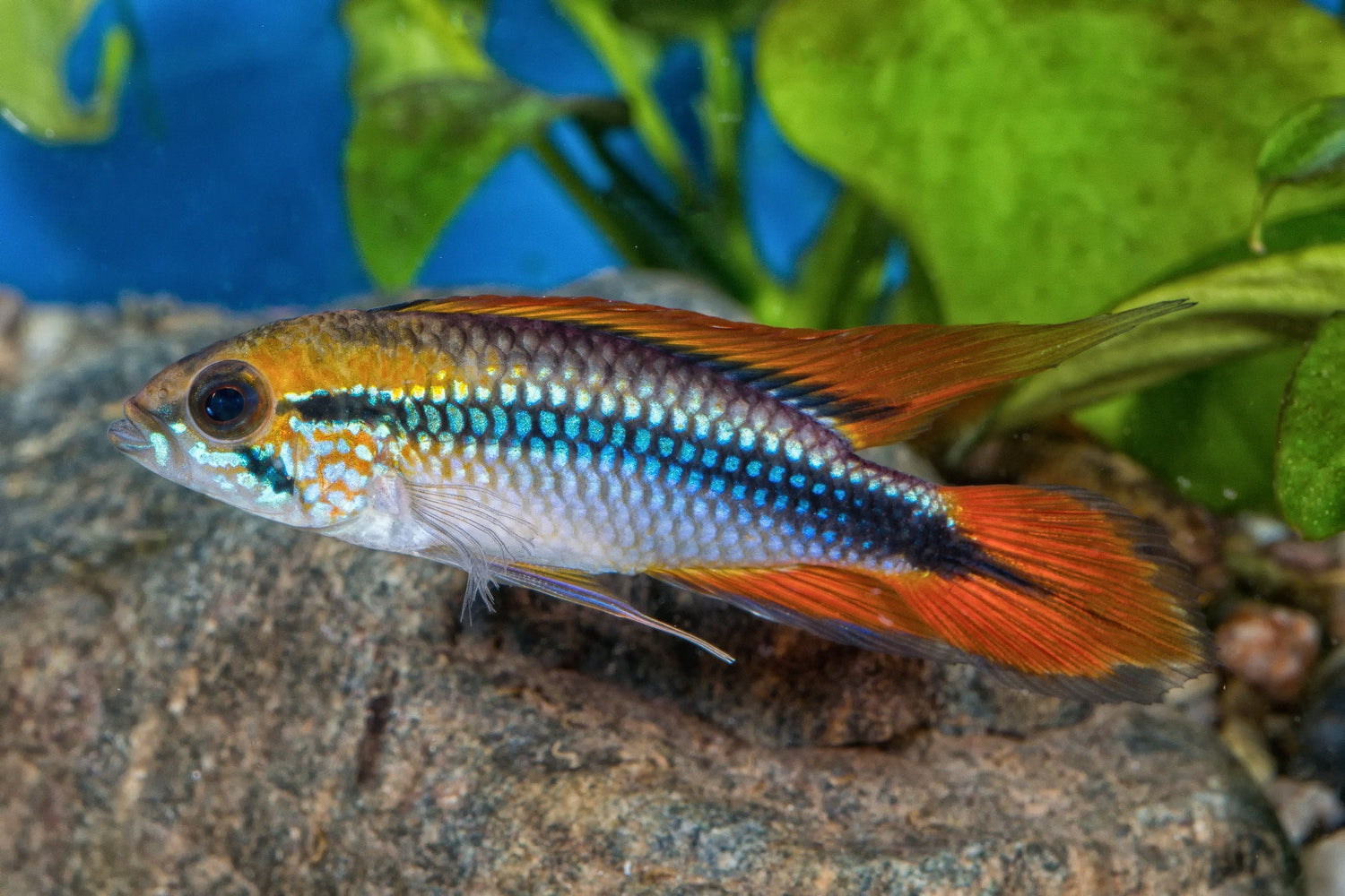 Apistogramma Agassizi Double Red