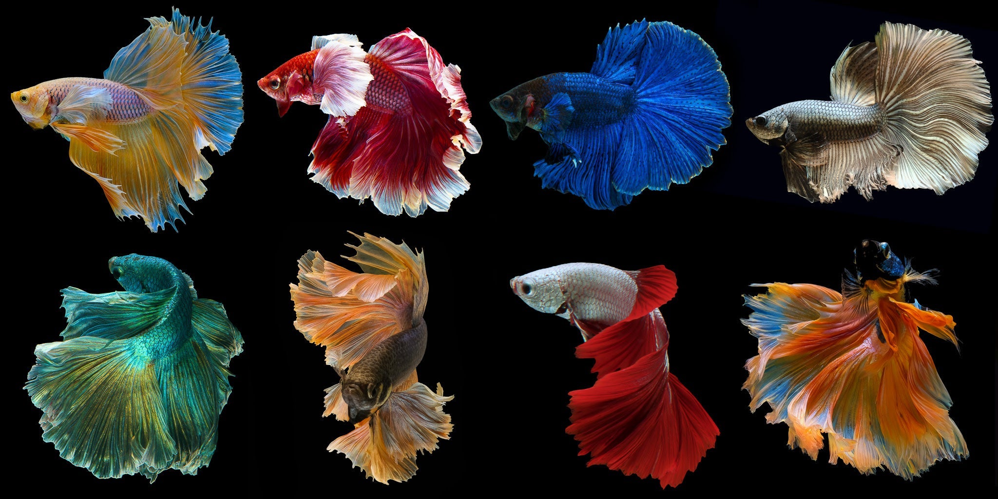 Male Betta – SomethingFishyLLC