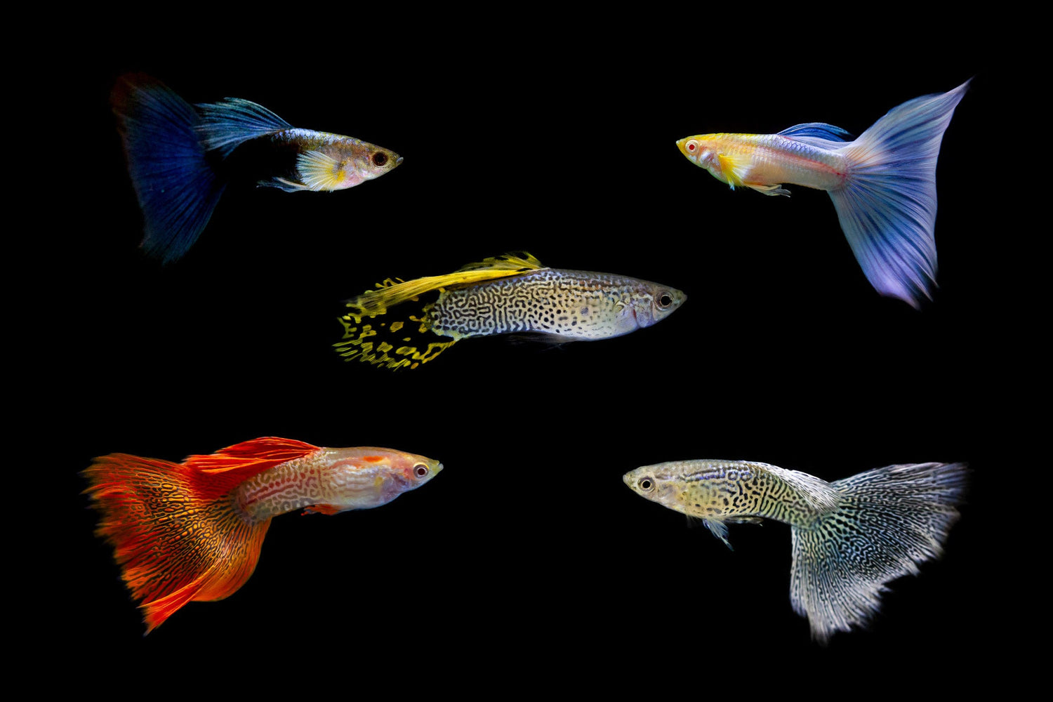 Fancy Guppy Assorted