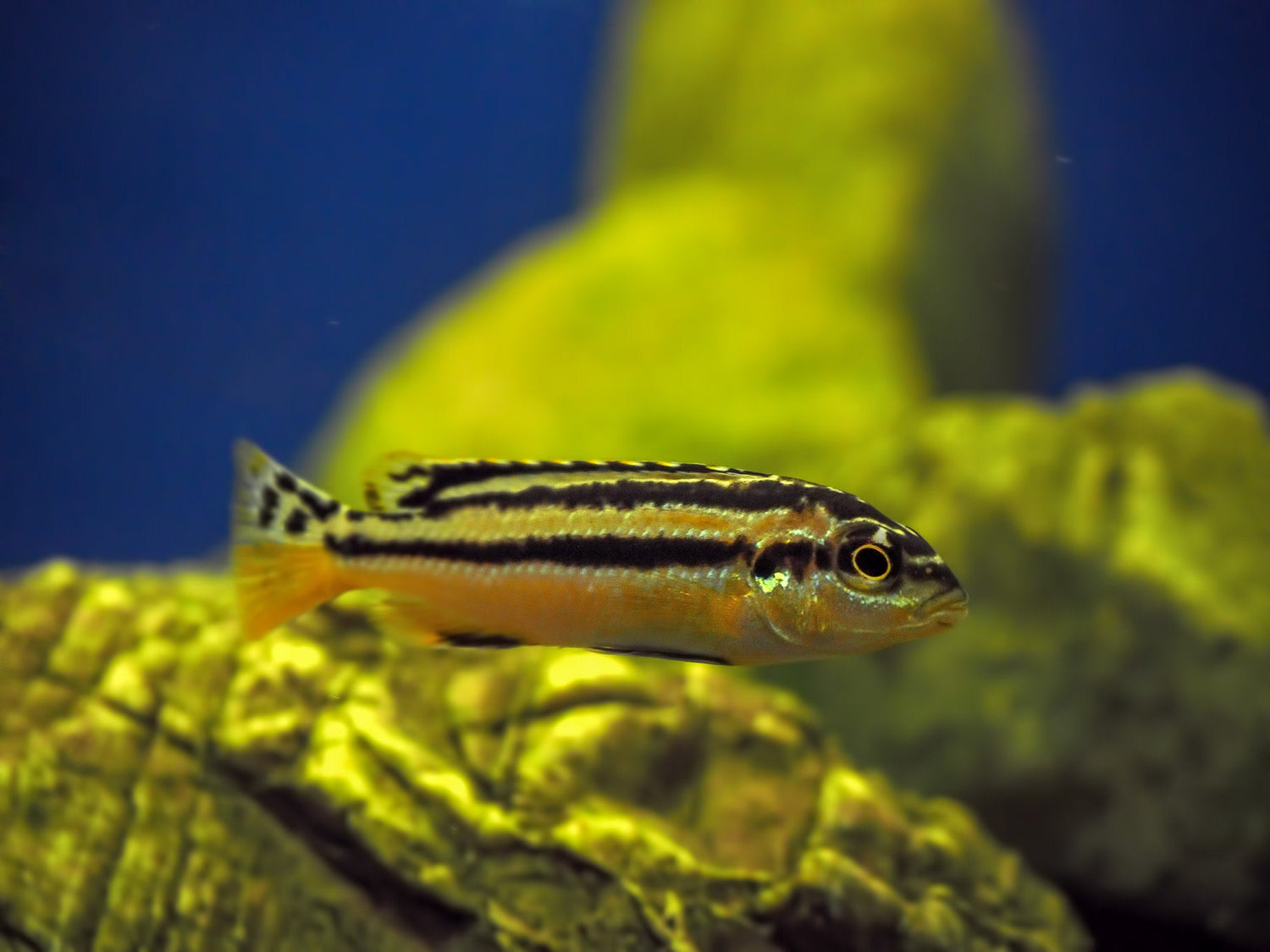 Melanochromis Auratus Cichlid
