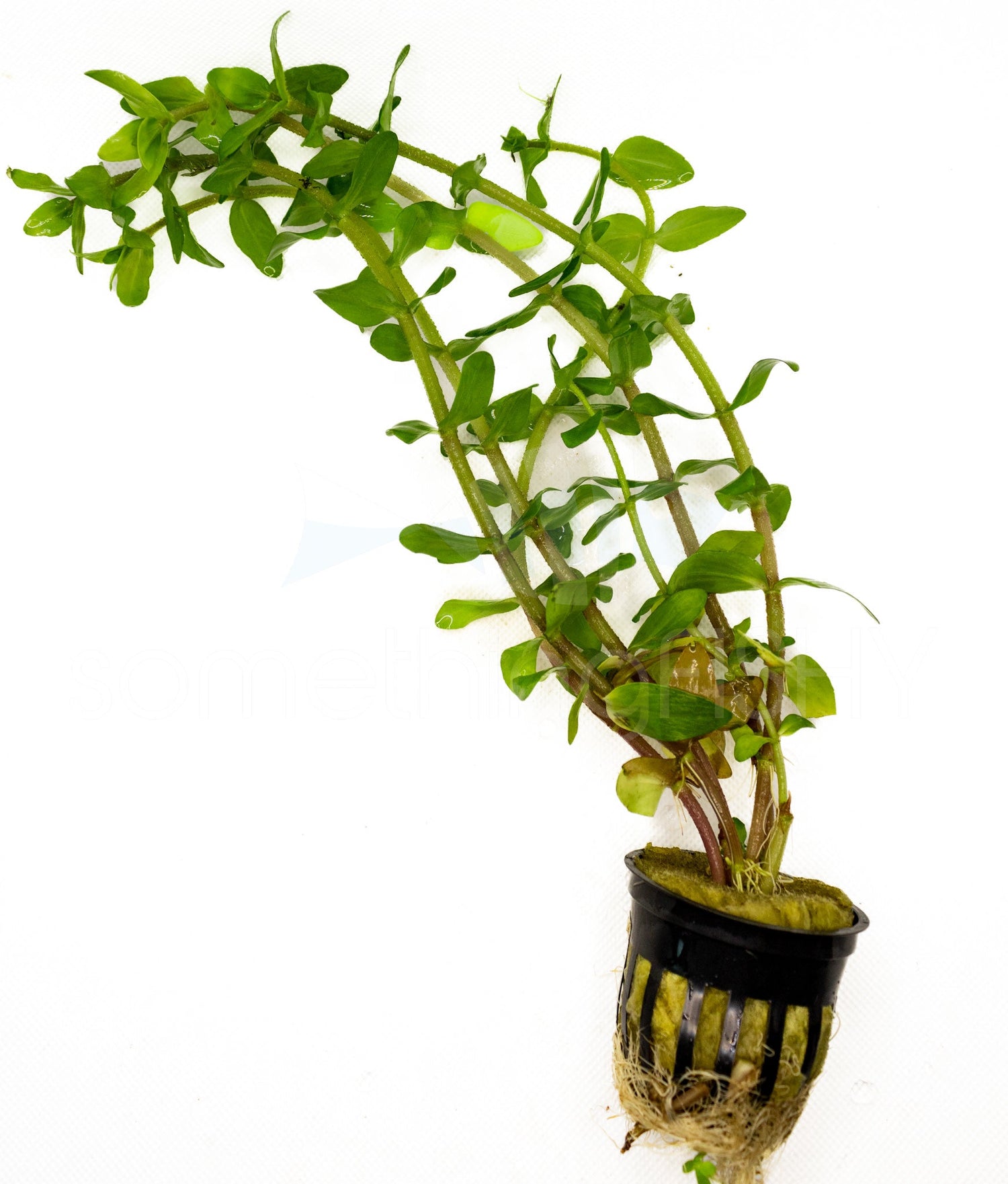 Bacopa Caroliniana Plant Pot