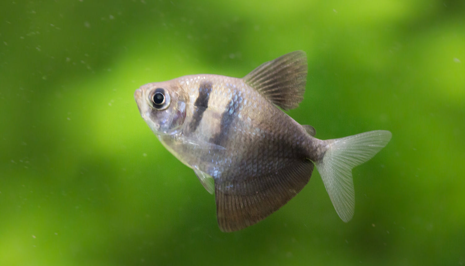 Skirt Tetra