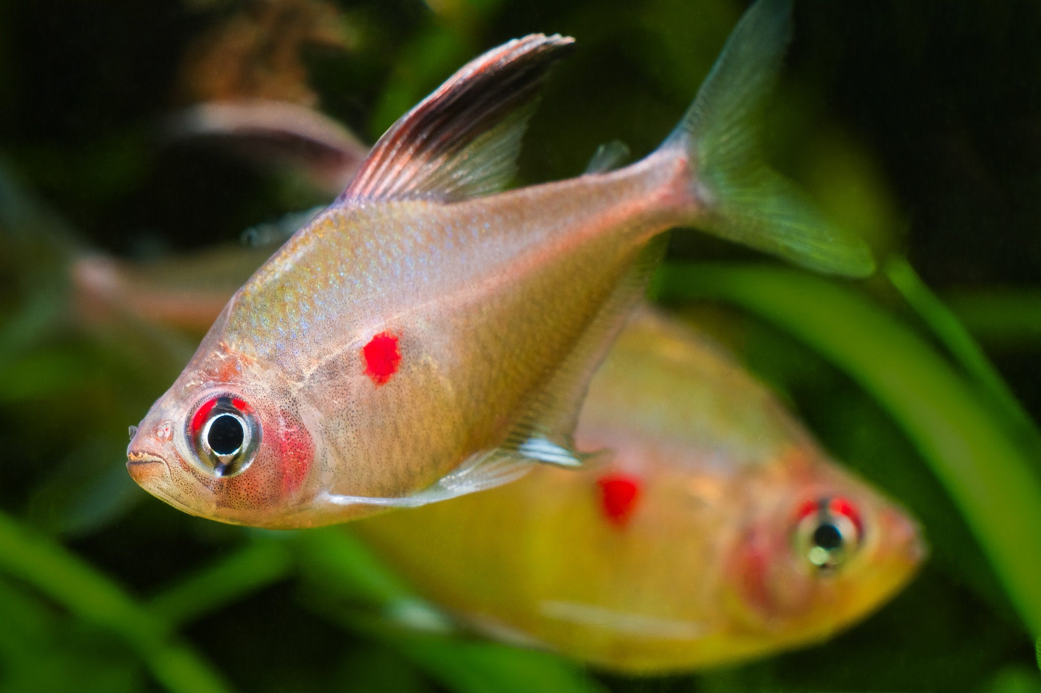 Bleeding Heart Tetra – SomethingFishyLLC