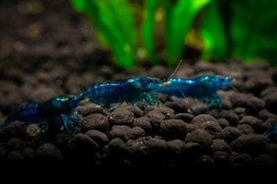 Blue Velvet Shrimp
