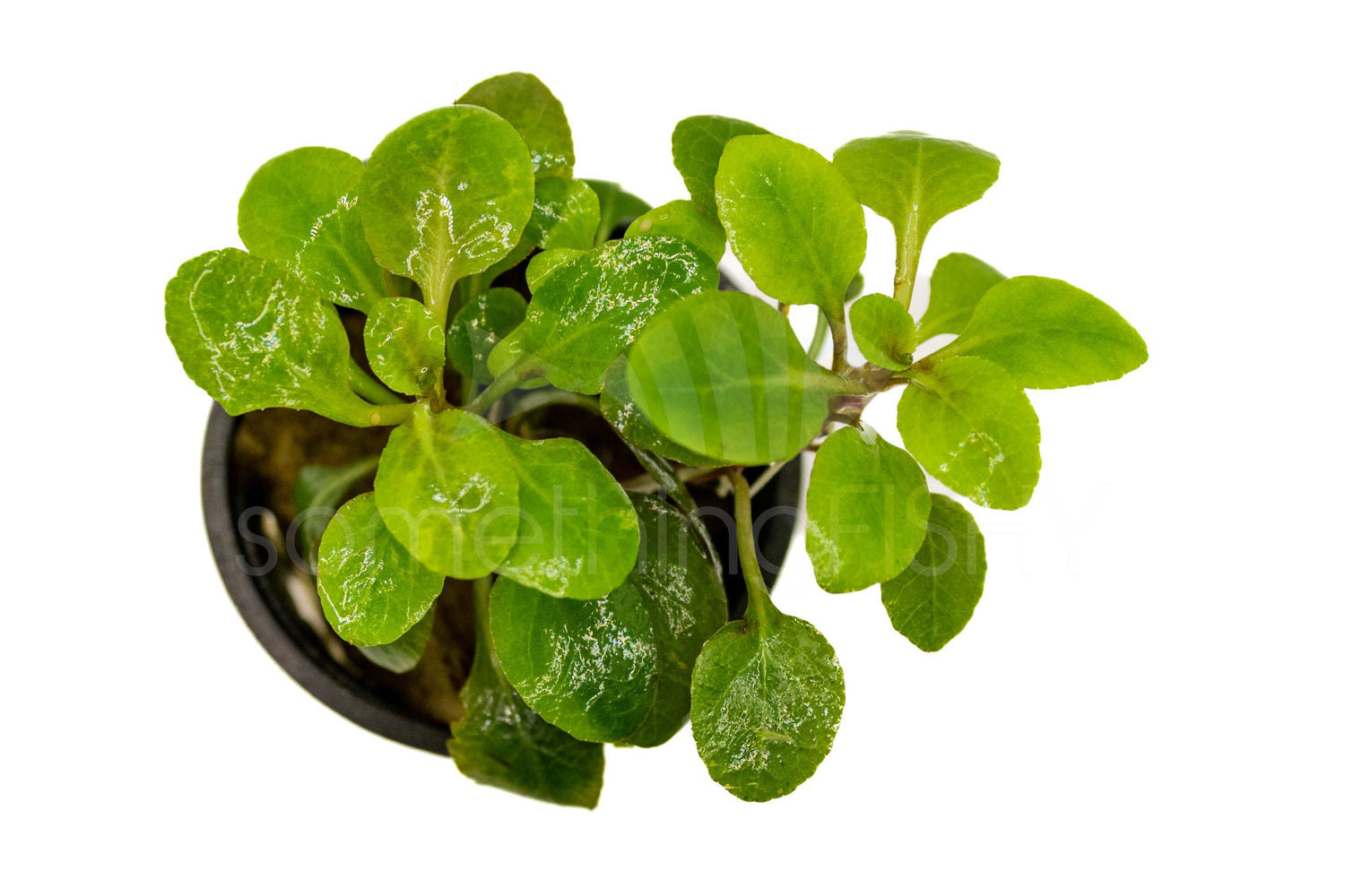 Cardinal Plant Pot