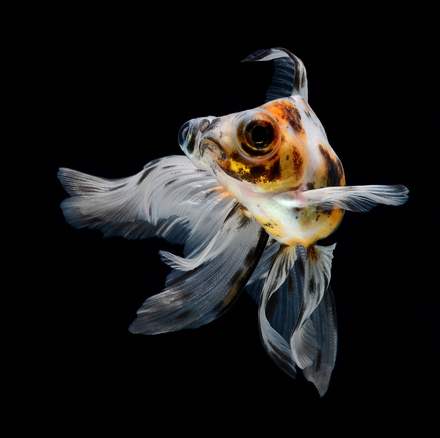 Calico Celestial Eye Goldfish