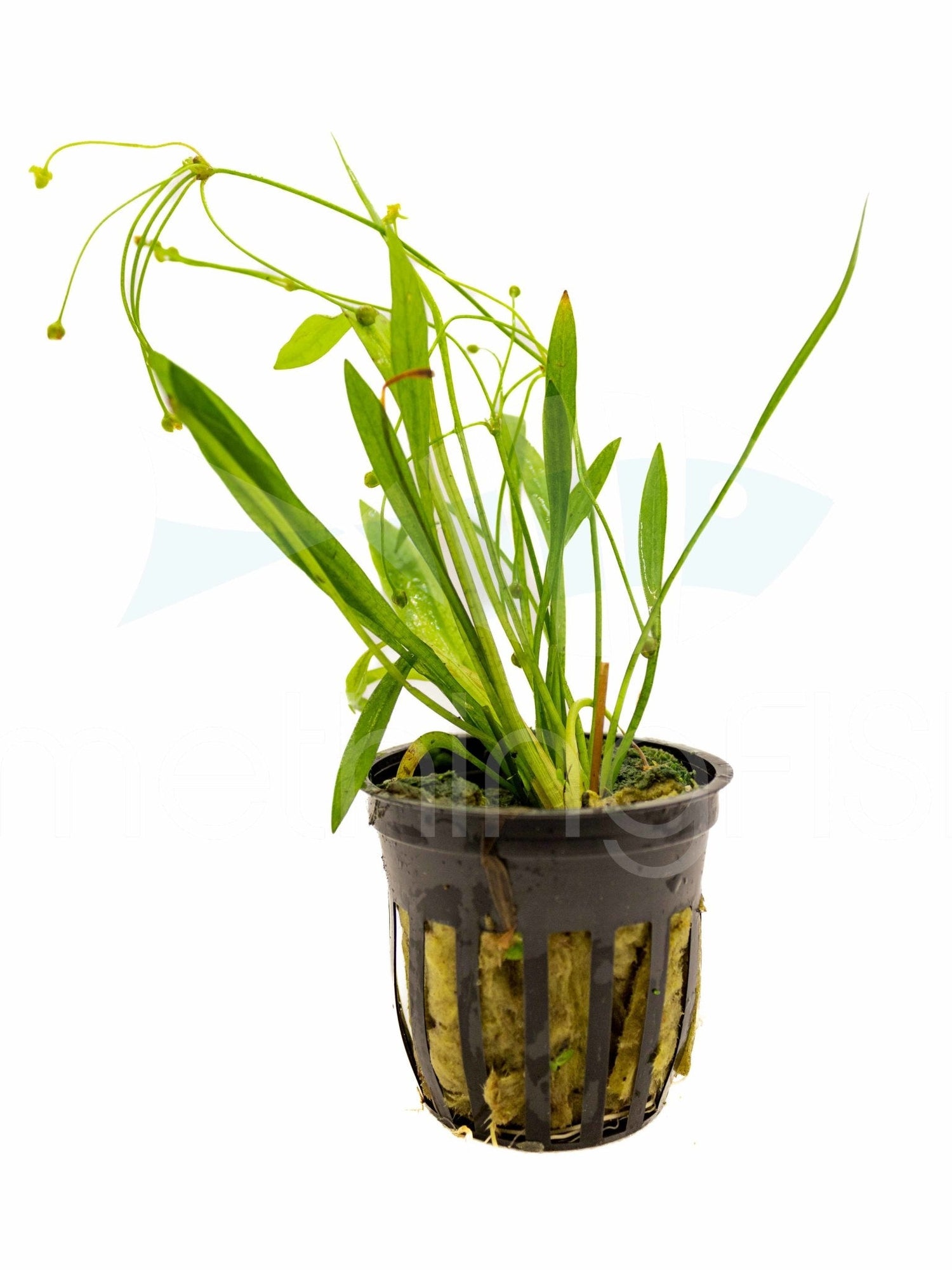 Chain Sword Plant Pot