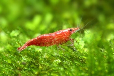 Cherry Shrimp