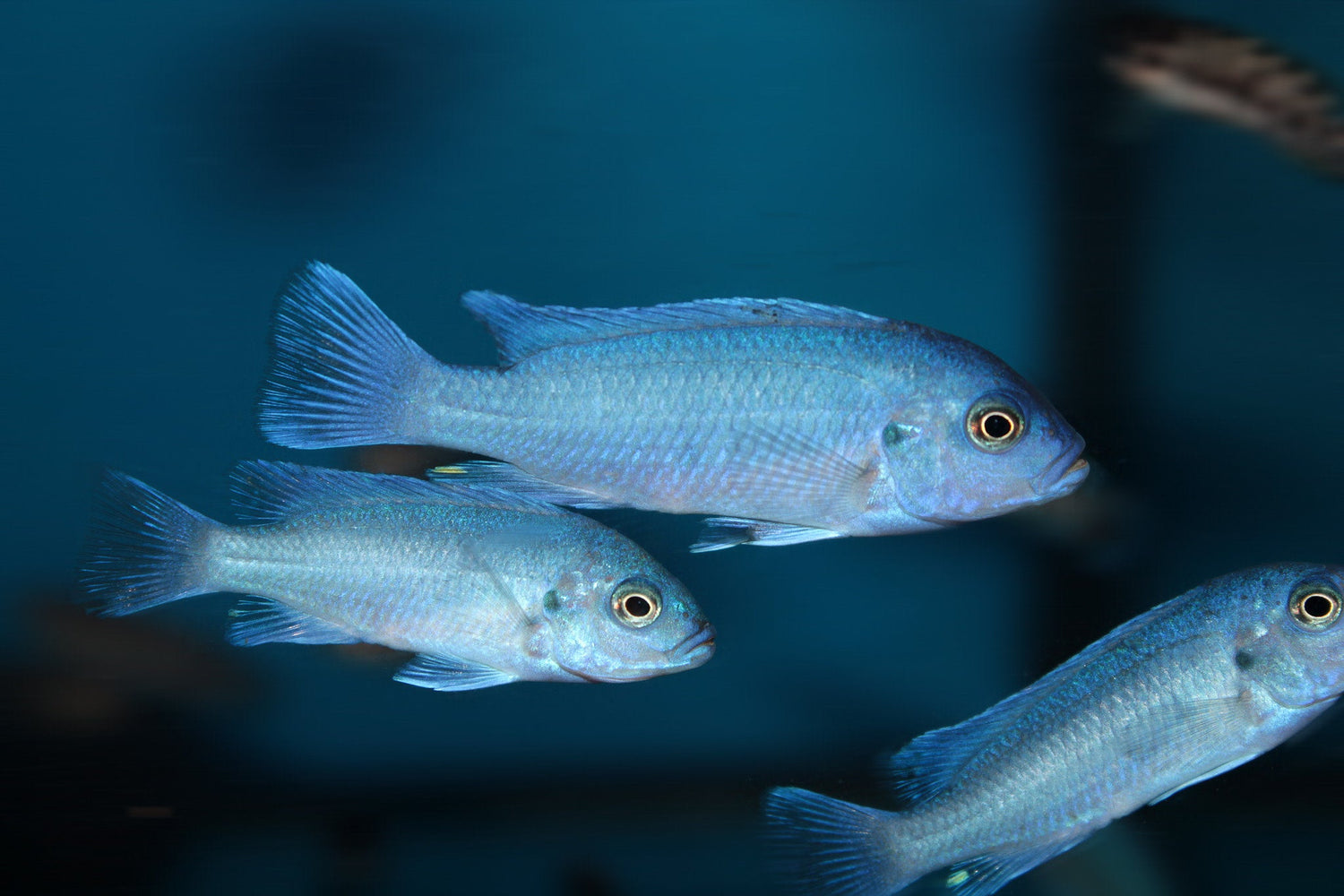 Maylandia Callainos Cobalt Cichlid
