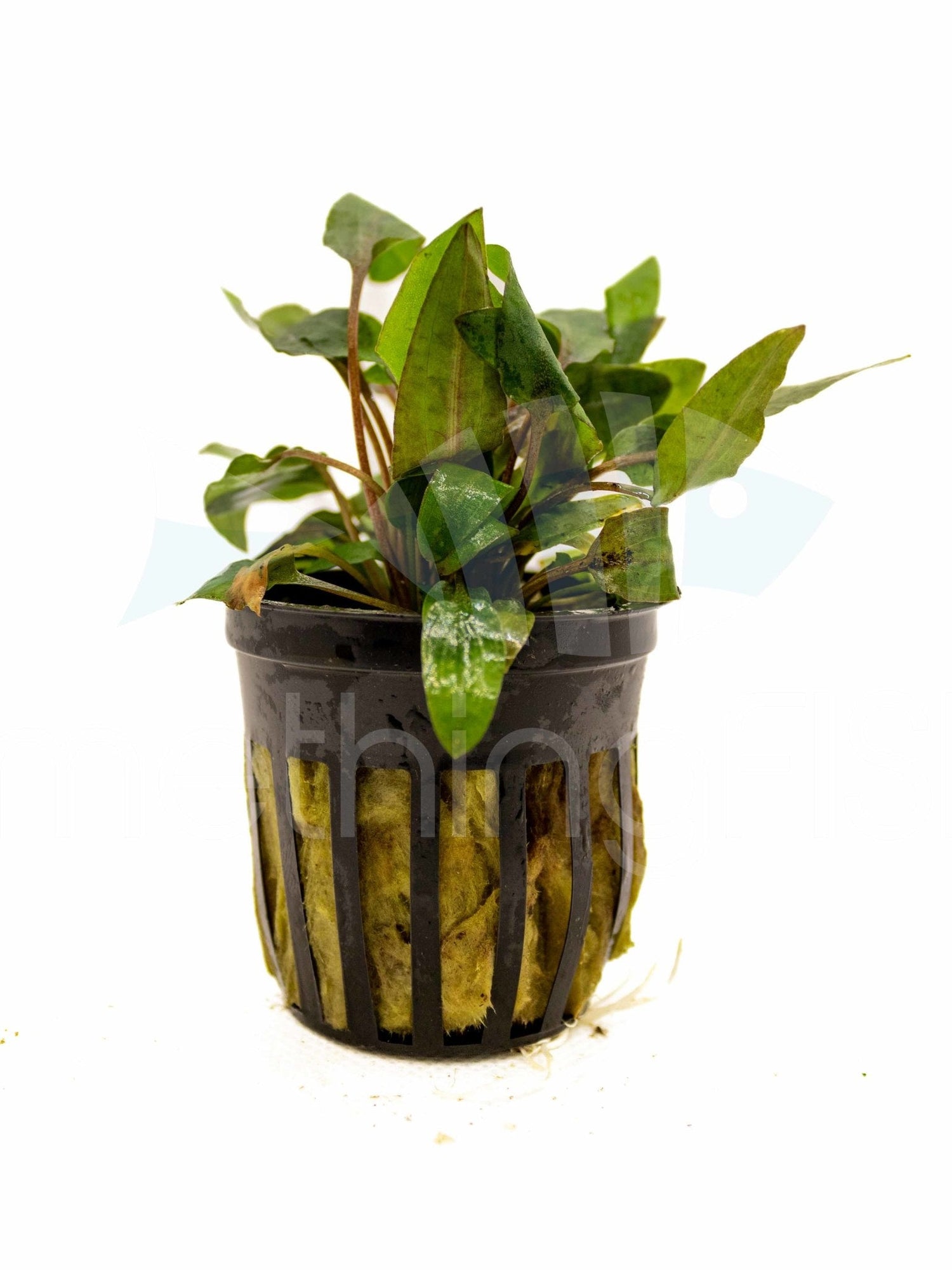 Crypt Bronze Wendtii Plant Pot