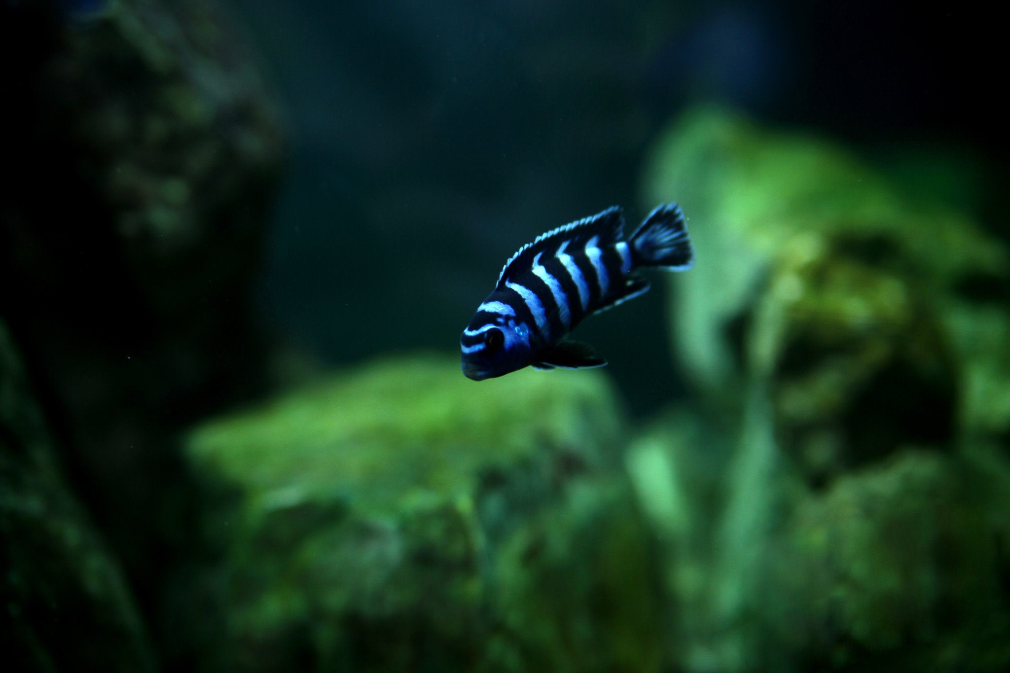 Pseudotropheus Demasoni Cichlid – SomethingFishyLLC