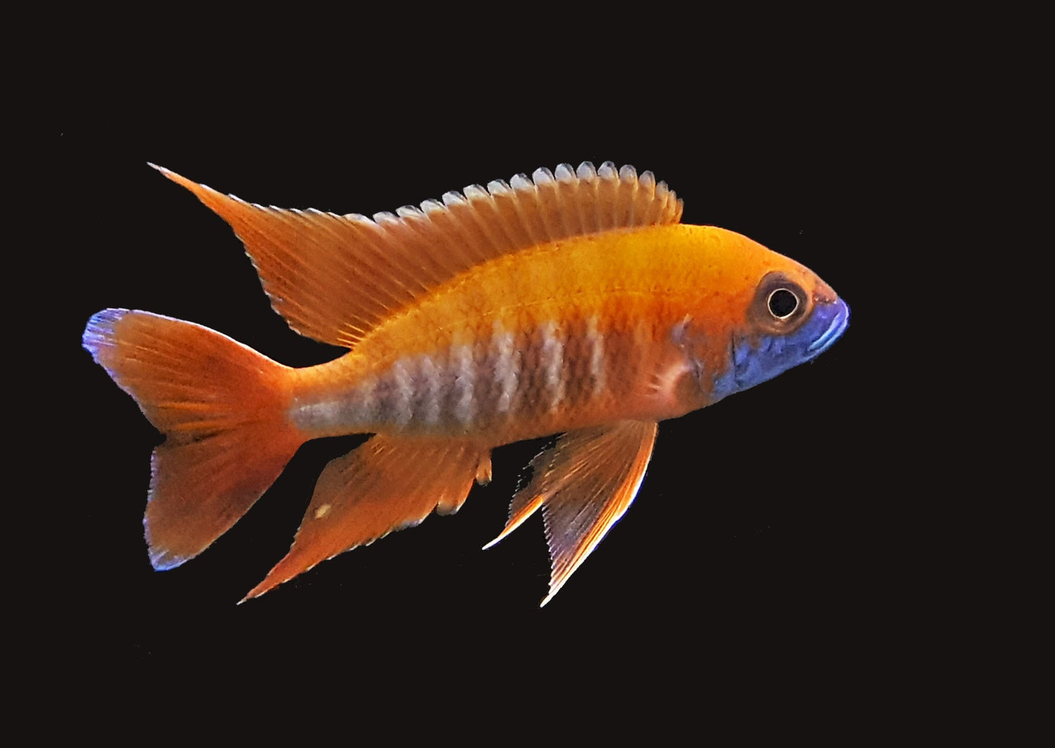 Eureka Red Peacock Cichlid