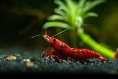Fire Red Shrimp