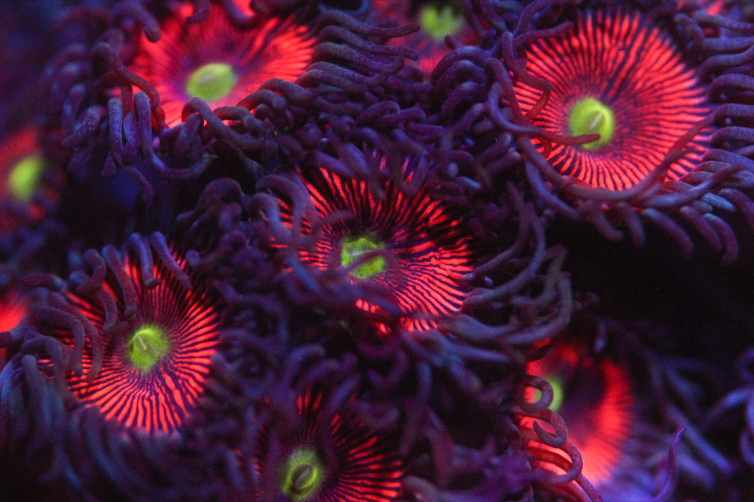 Everlasting Gobstoppers Paly/Zoa