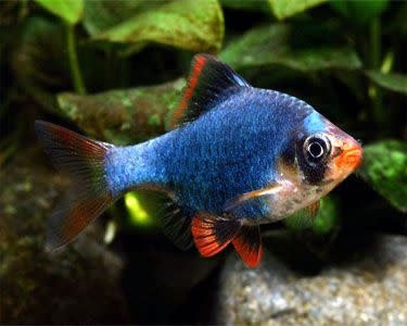 Green Tiger Barb