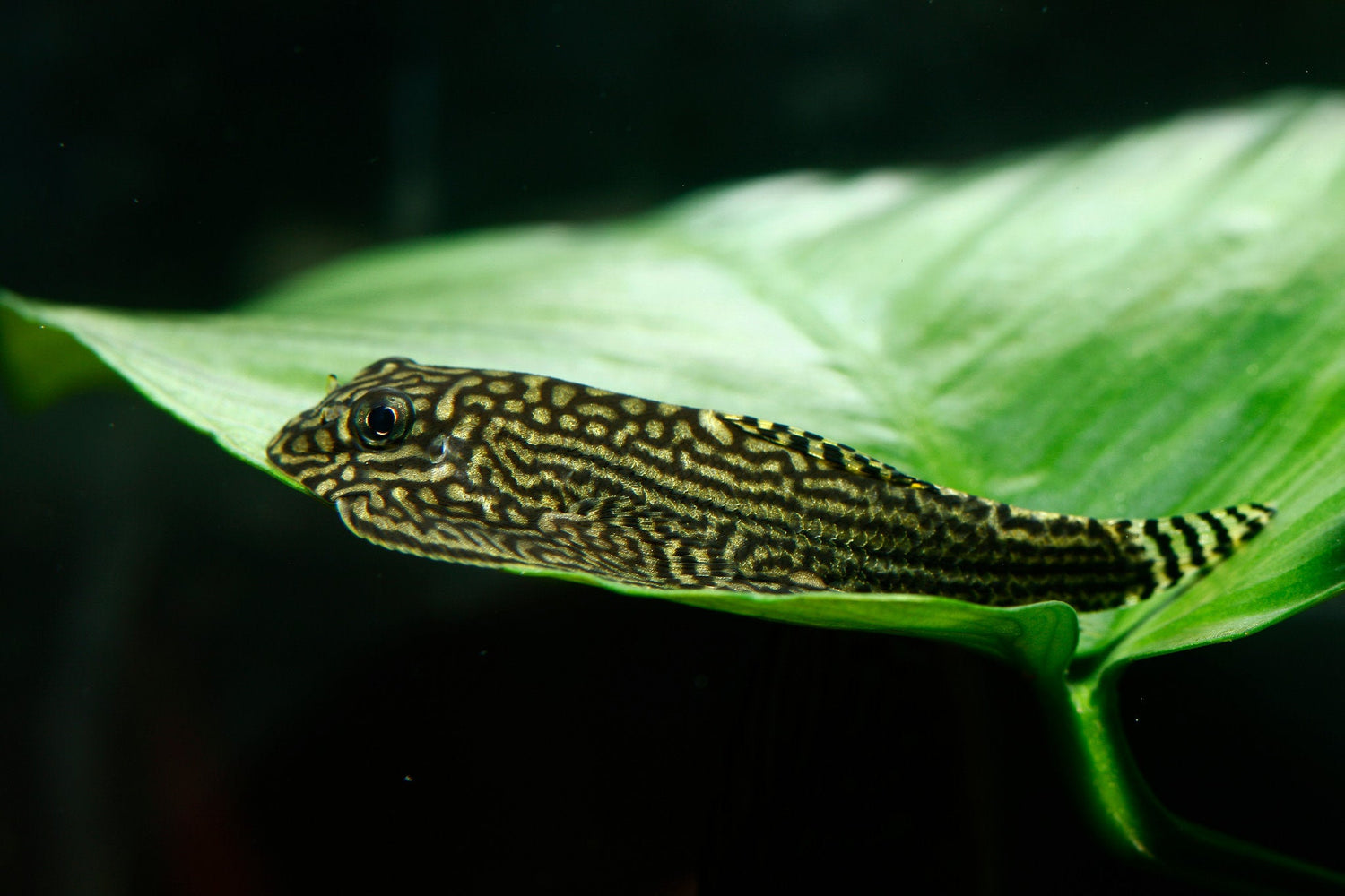 Hillstream loach