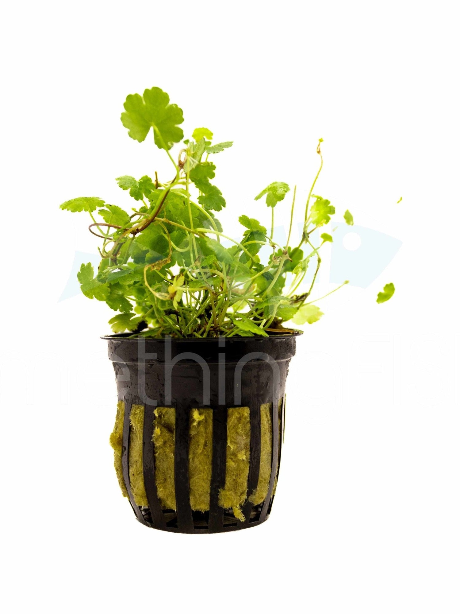 Hydrocotyle Tripartita Plant Pot