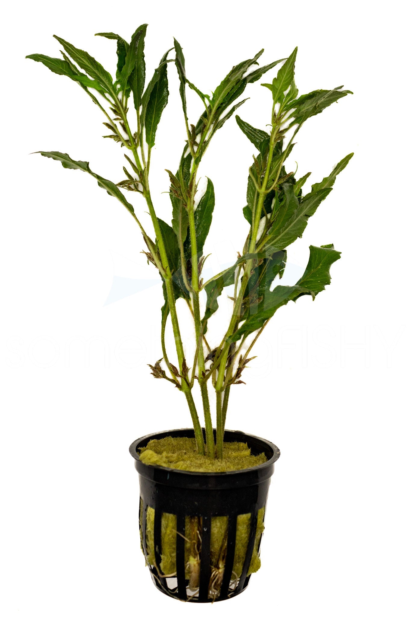 Hygrophila Blue Plant Pot