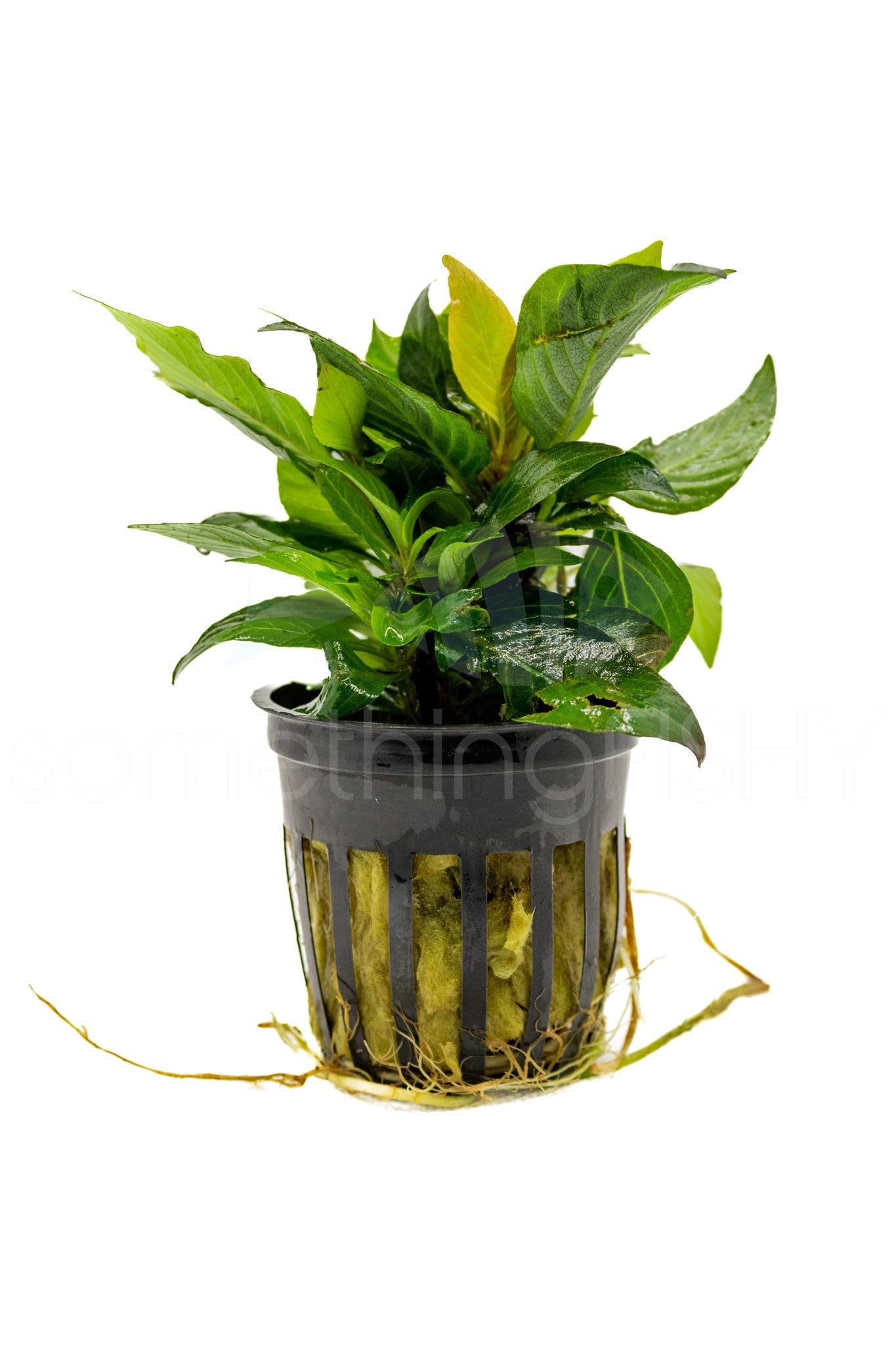 Hygrophila Compact Plant Pot