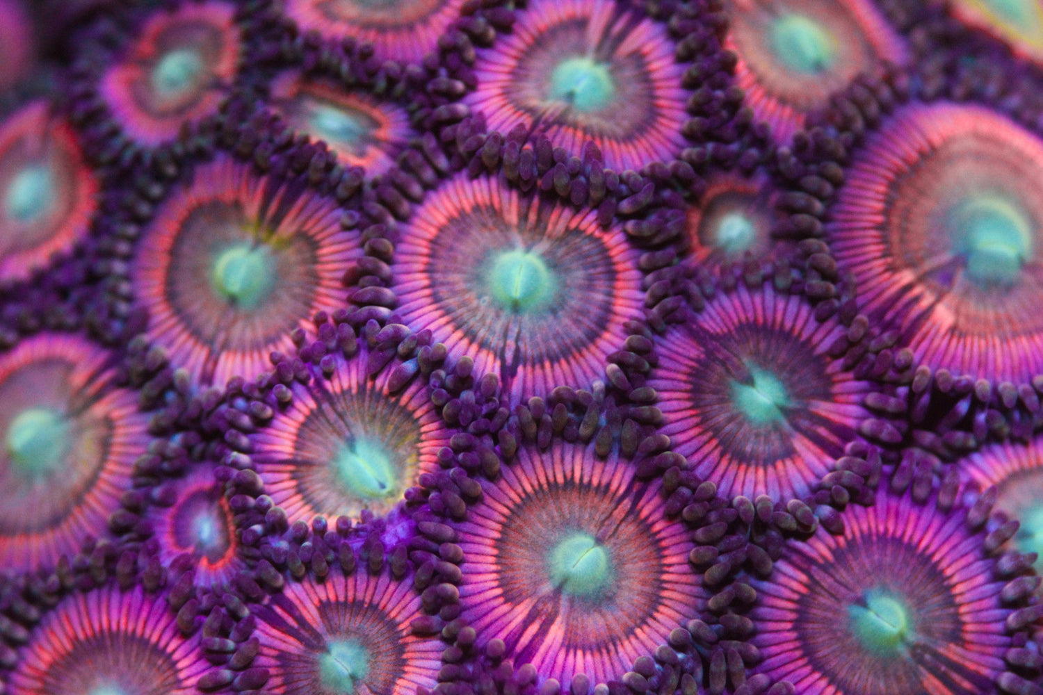 Bubble Busters Paly/Zoa