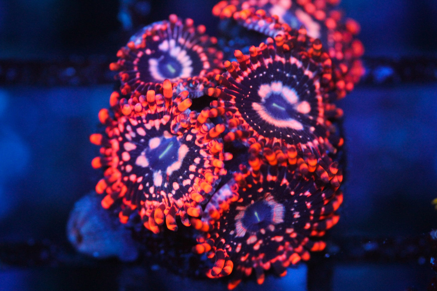 Utter Chaos Paly/Zoa