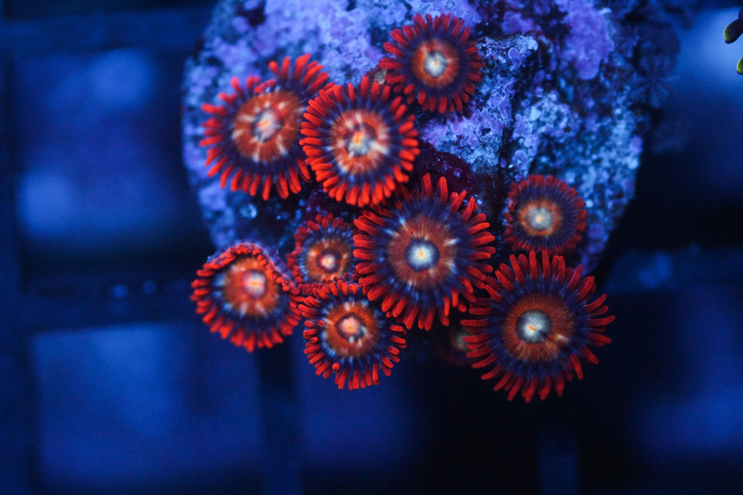 Speckled Fire and Ice Paly/Zoa