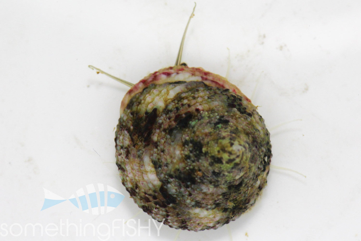 Trochus Snail