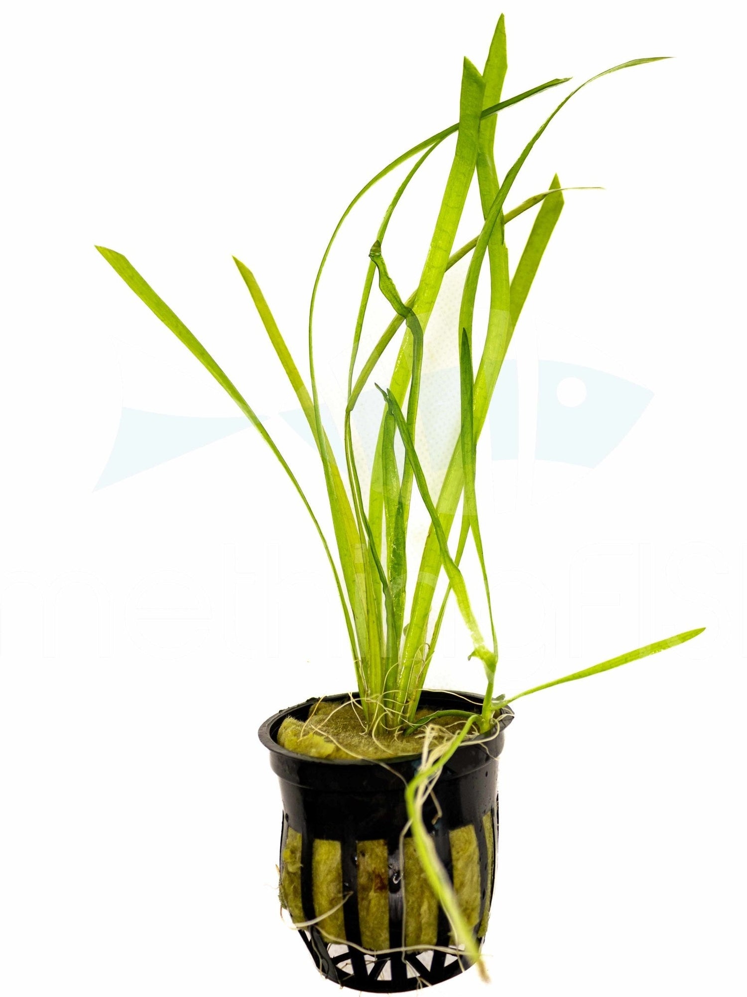 Italian Vallisneria