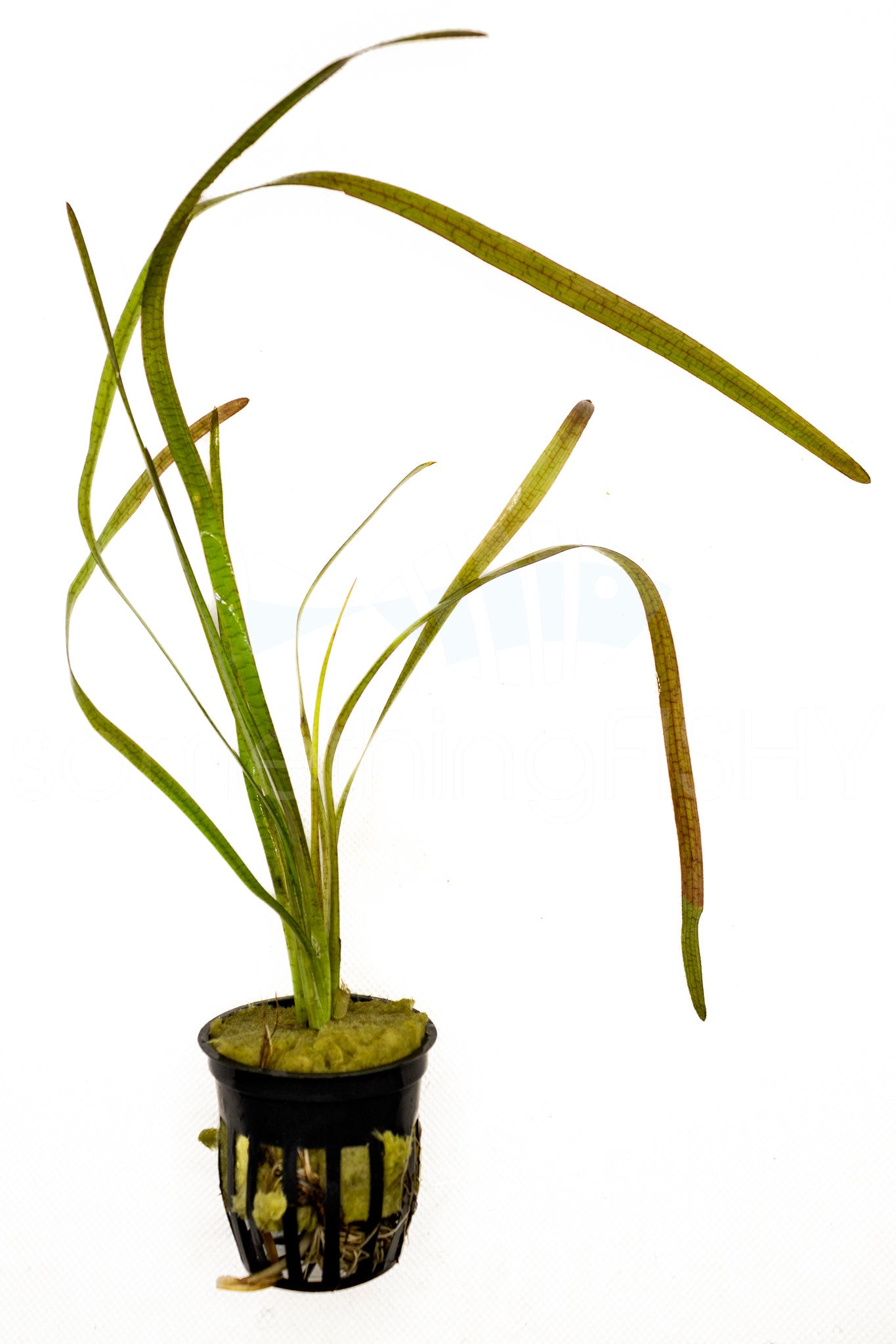 Jungle Vallisneria Plant Pot