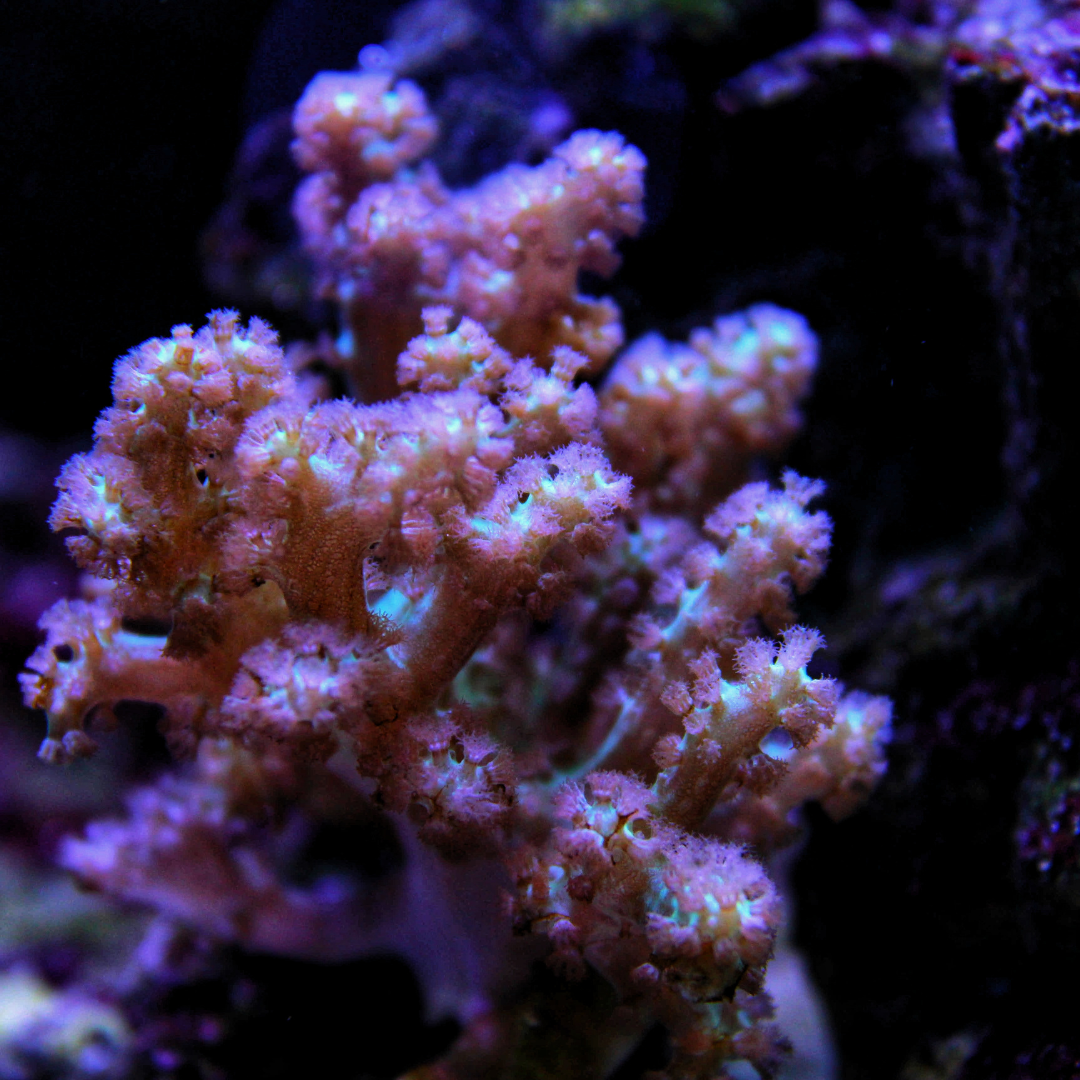Kenya Tree Soft Coral
