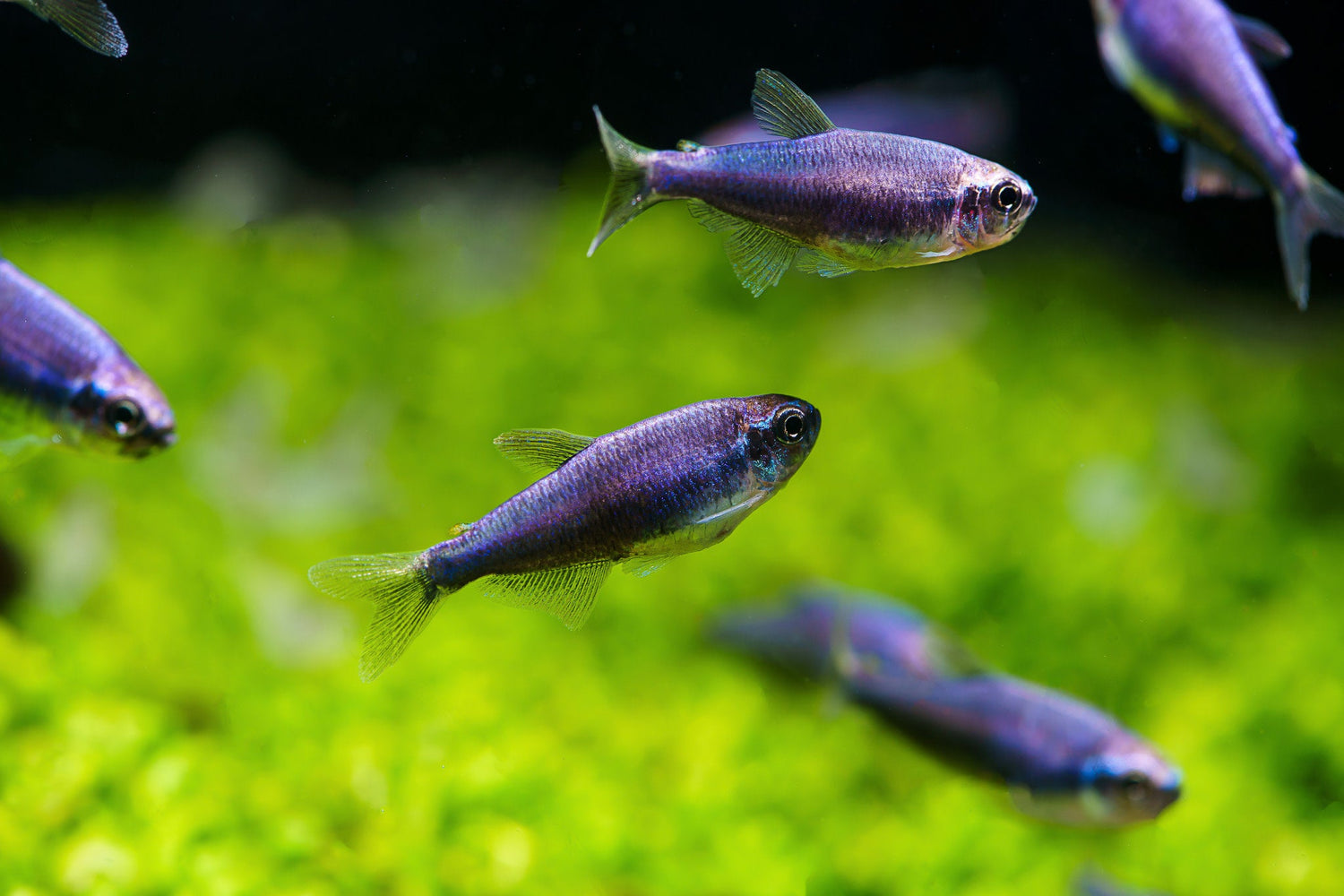 Kerri Tetra