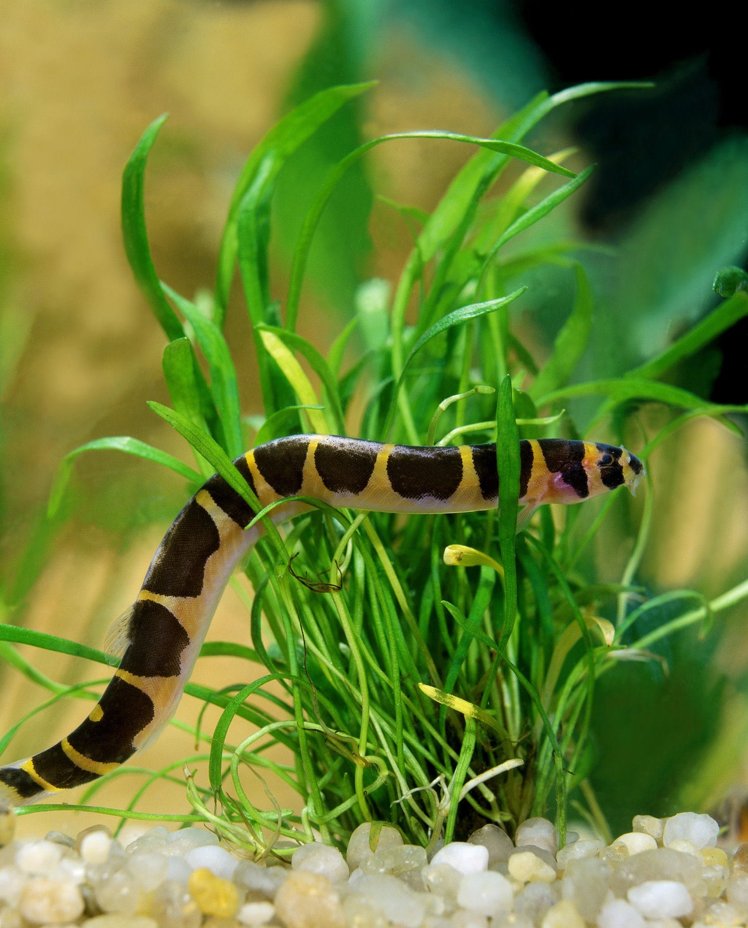 Kuhli Loach