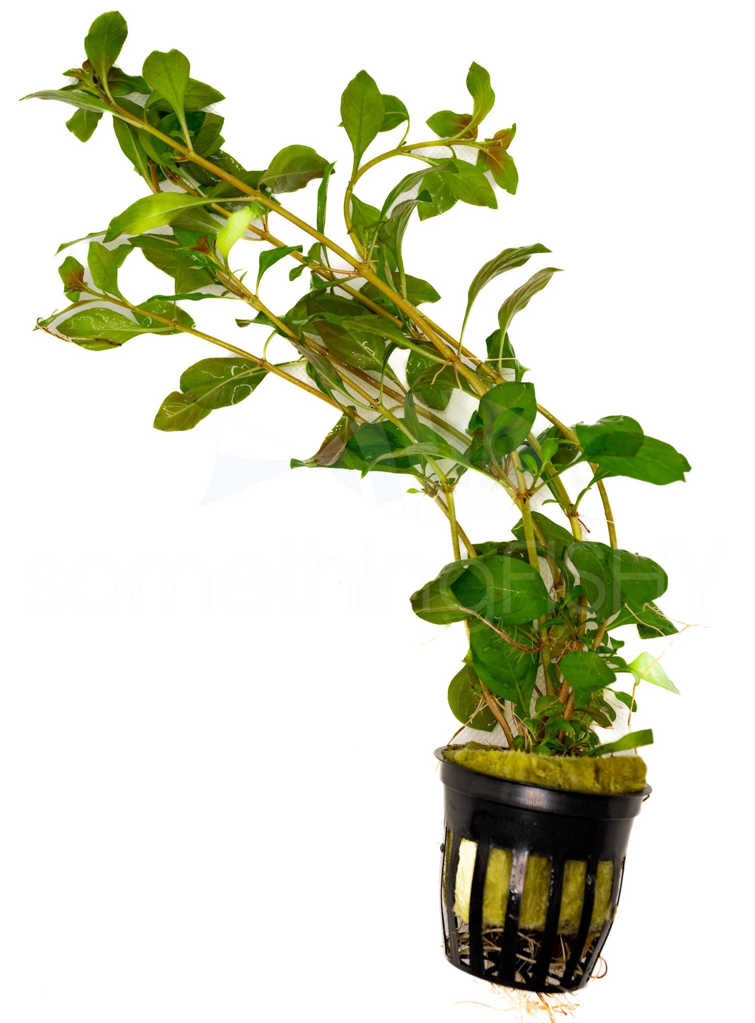 Ludwigia Repens Plant Pot