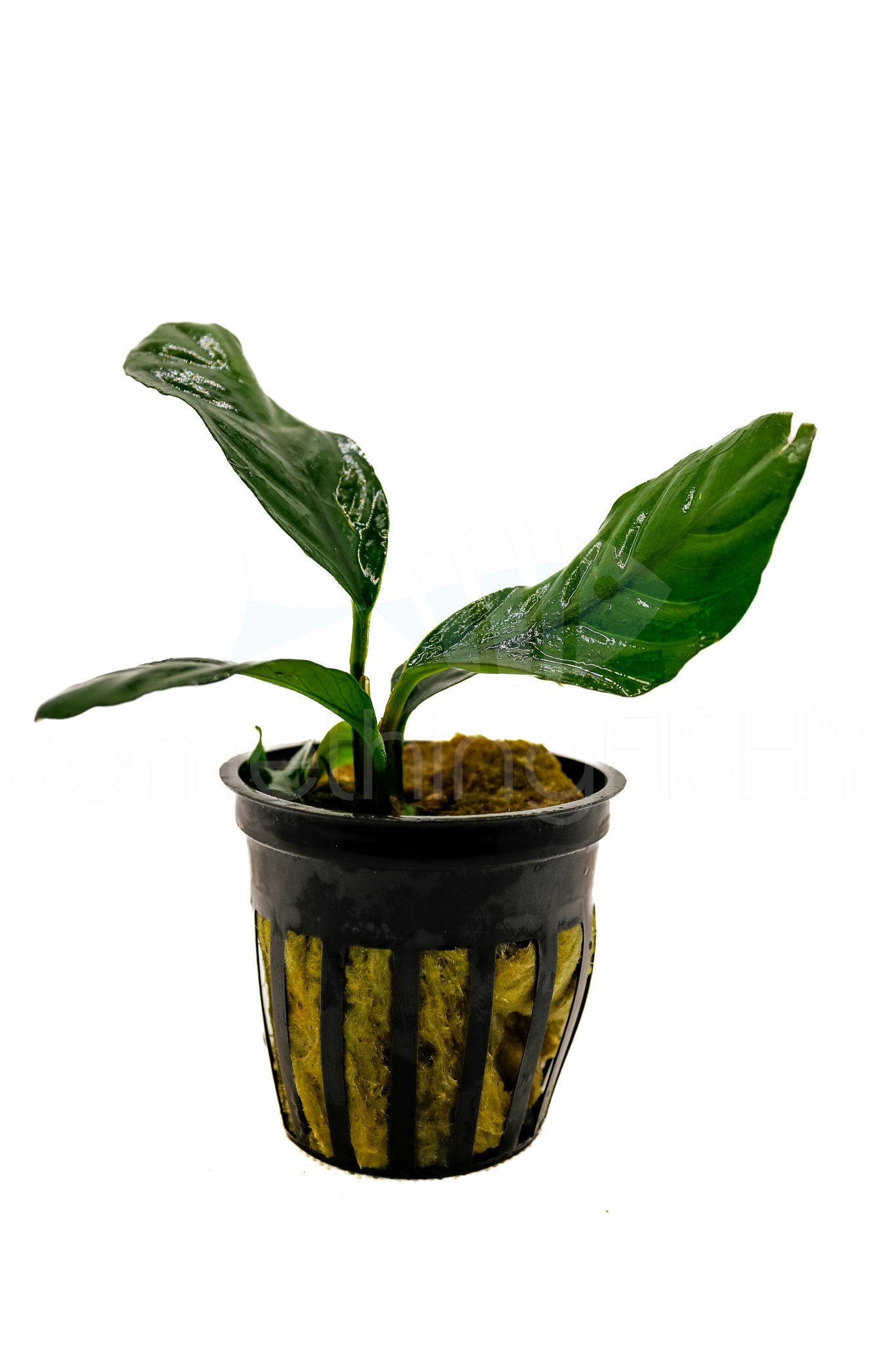 Anubias Coffeefolia Plant Pot