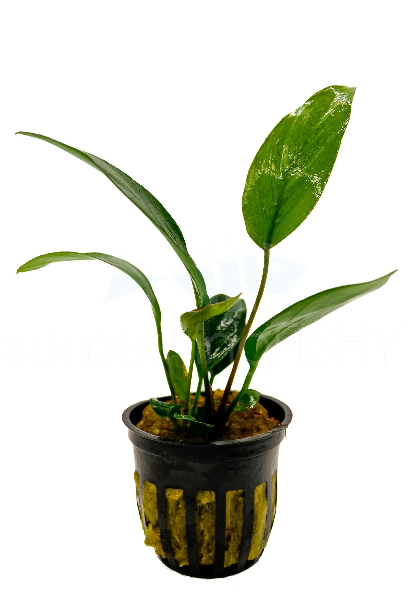 Anubias Hastifolia Pot Plant