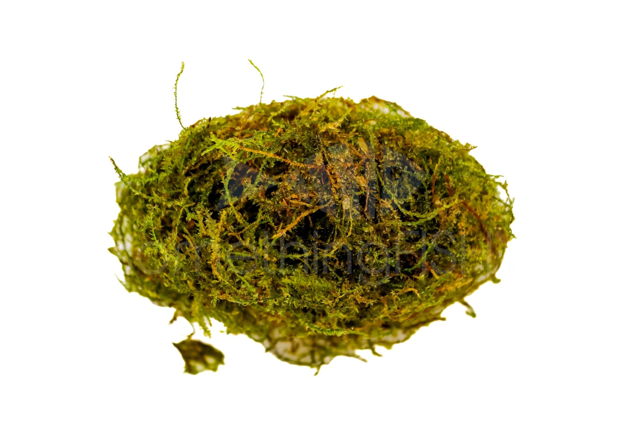 Java Moss Plant – SomethingFishyLLC