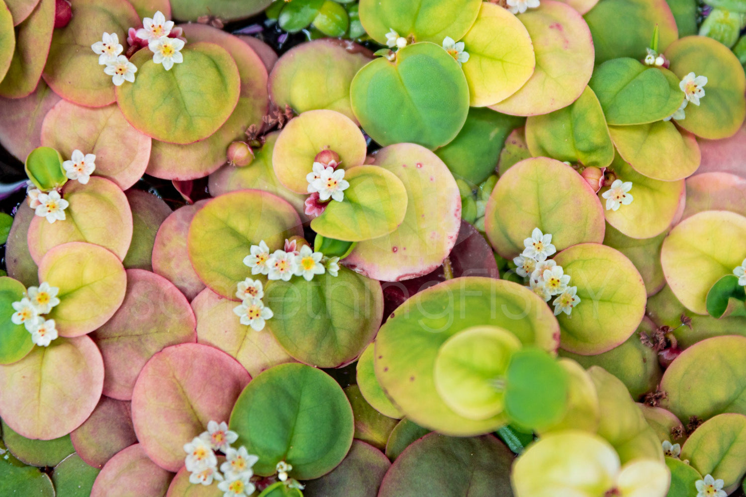 Red Root Plant