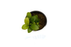 Anubias Nana Golden Plant Pot
