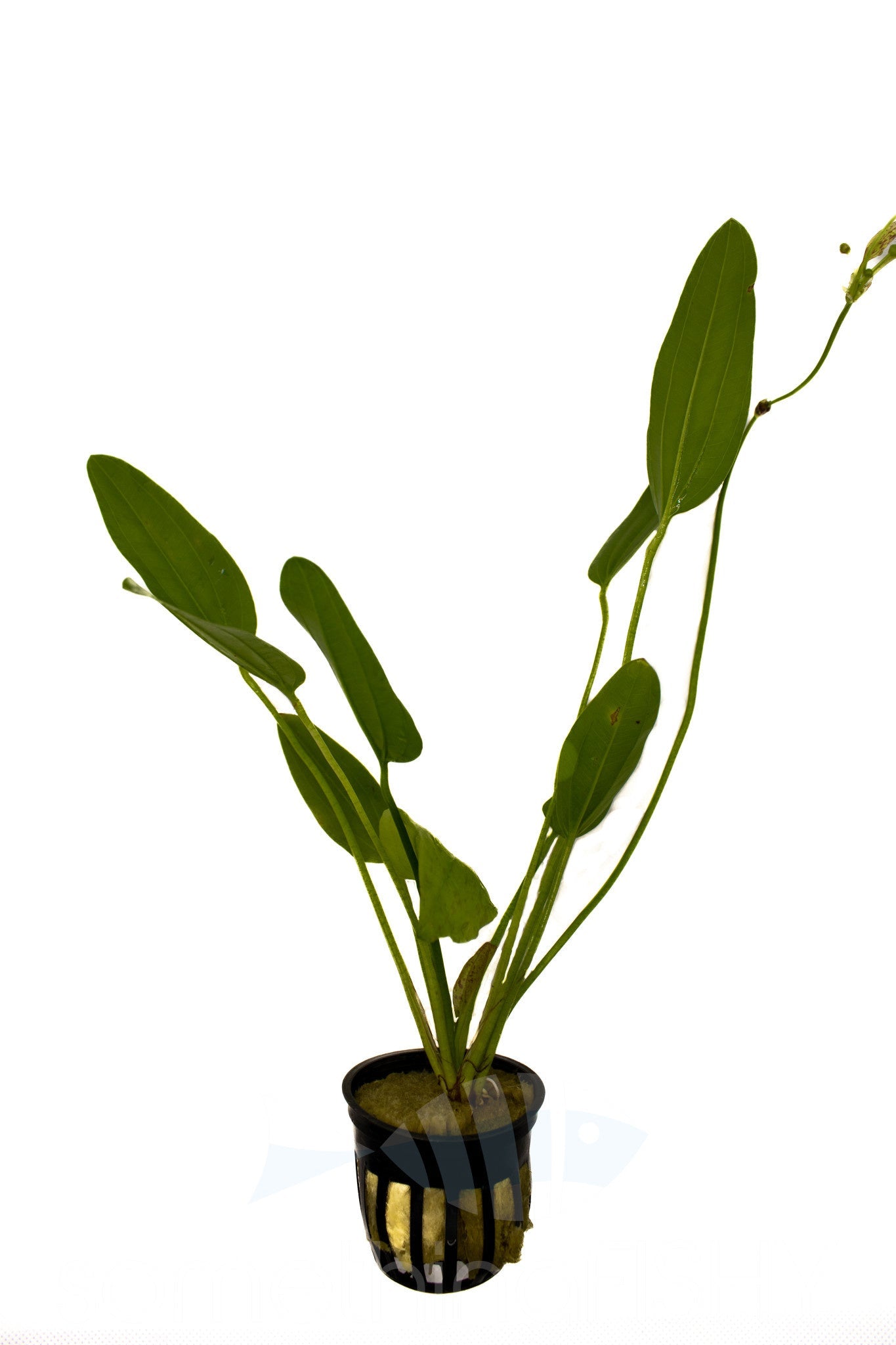Radican Sword  Plant Pot