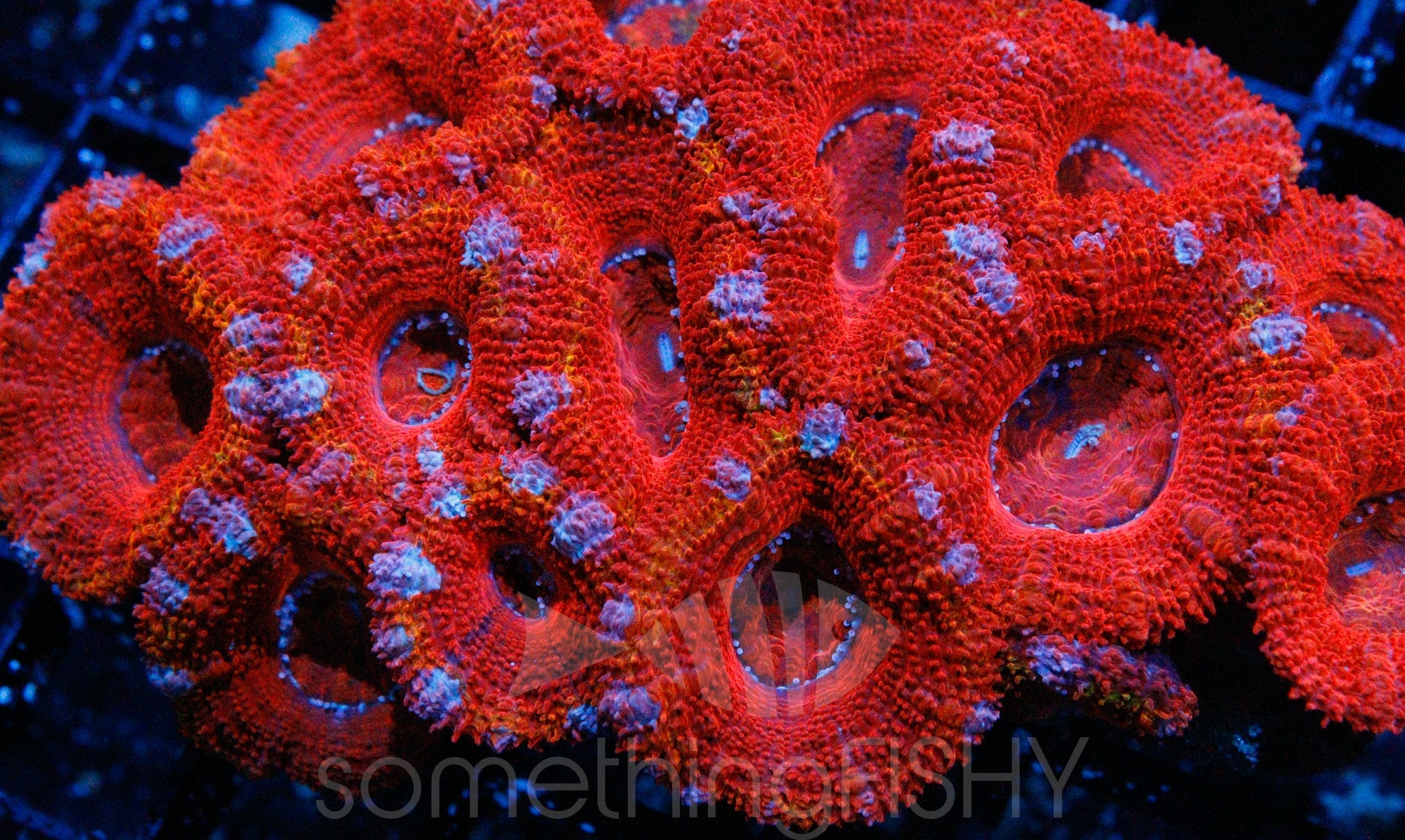 Ultra Red Acan LPS – SomethingFishyLLC