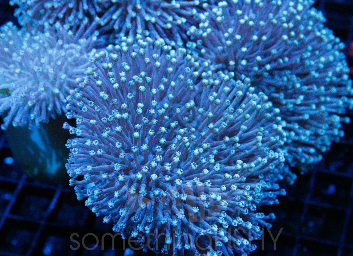 Toadstool Soft Coral